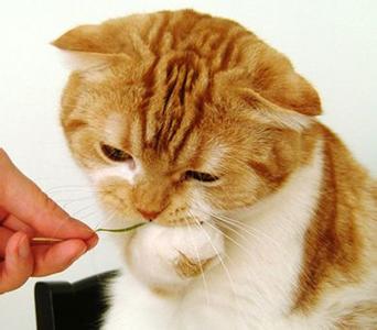 鲁迅不喜欢猫的原因 猫为什么喜欢吃草 猫喜欢吃草的原因