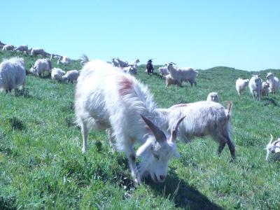 山羊养殖技术 怎样养山羊_山羊的养殖技巧