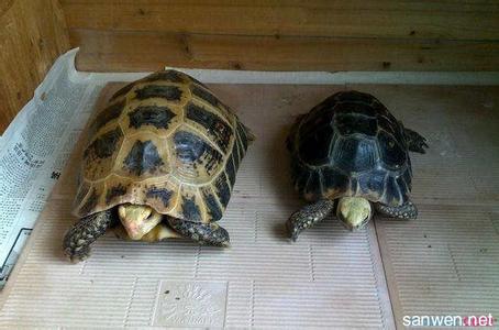 缅甸陆龟 缅甸陆龟怎么养 缅甸陆龟的外貌特征