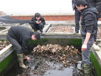 黄鳝饲养 养黄鳝怎么养 黄鳝的饲养方法