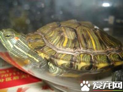 巴西红耳龟最爱吃什么 巴西红耳龟冬天怎么养