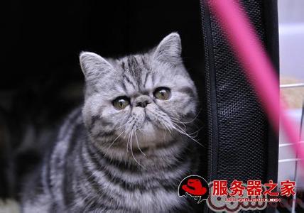 压疮原因分析鱼骨图 猫为什么吃鱼不怕鱼骨 猫吃鱼不怕鱼骨的原因