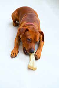 狗为什么喜欢吃骨头 狗为什么喜欢吃骨头 狗吃骨头的好处