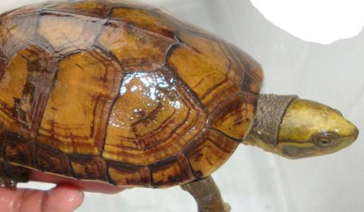 营养与疾病预防 石龟怎么养 石龟的疾病预防
