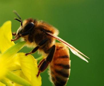 蜜蜂怎样养殖 蜜蜂怎样养殖_如何养蜜蜂
