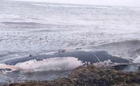 辽宁鲸鱼搁浅死亡 鲸鱼为什么会搁浅 鲸鱼搁浅后快速死亡