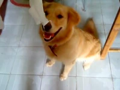 狗为什么喜欢撕纸 狗为什么喜欢吃纸 狗喜欢吃纸的危害