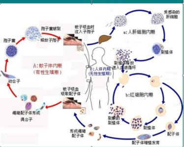 发烧是怎样形成的 疟疾是怎样形成的