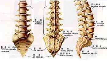 腰椎椎体边缘骨质增生 腰椎体边缘骨质增生是怎么形成的