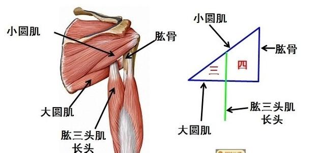 肩周炎的形成原因 肩周炎怎样形成的_肩周炎的形成原因