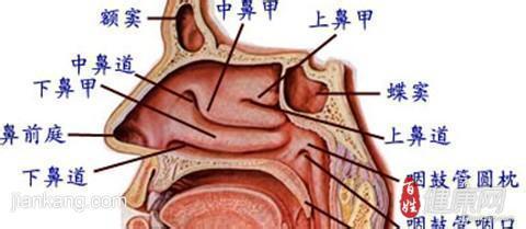 鼻塞是怎么形成的图片 鼻塞怎么形成的