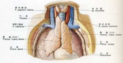 胸腺瘤的形成原因 胸腺瘤怎么形成的 胸腺瘤的形成原因