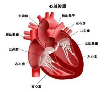 心脏病是怎么形成的 心脏病是怎么形成的 心脏病的表现和治疗