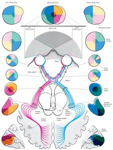 视觉形成的过程 人的视觉是如何形成的 人的视觉形成的过程