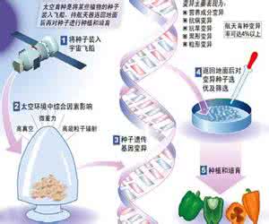 太空育种的原理是什么 太空育种的原理