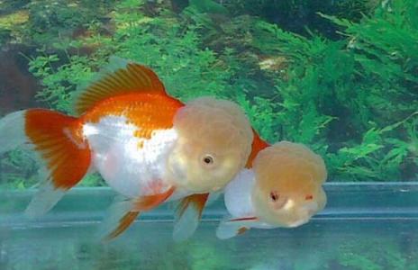 金鱼的饲养方法 怎么养好金鱼 金鱼的饲养方法