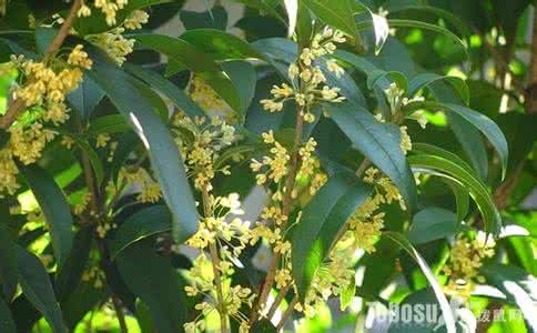 桂花什么时候开花 桂花什么时候开花_桂花什么时候开放(2)