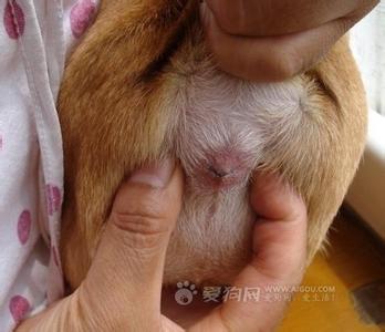 狗狗肛门腺 狗狗为什么要挤肛门腺 狗狗挤肛门腺的注意事项