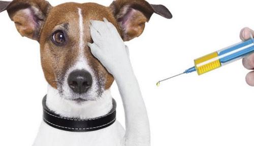 狗狗为什么要打疫苗 狗狗为什么要打疫苗 狗狗打疫苗的原因