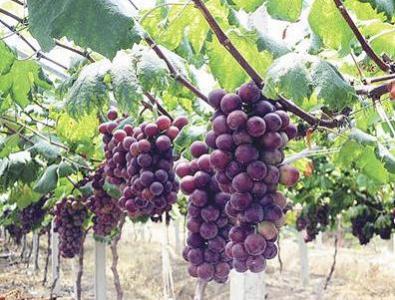葡萄种植技术 怎么种植葡萄_葡萄的种植技术