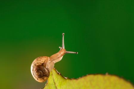 蜗牛为什么背着壳 为什么蜗牛背着一个壳