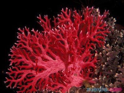 红珊瑚是动物还是植物 红珊瑚是怎么形成的