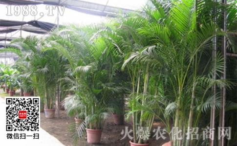 凤尾竹的养殖方法 凤尾竹怎么养 凤尾竹的养殖方法(2)