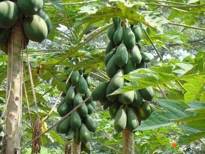 木瓜海棠的繁殖方法 木瓜怎么养 木瓜的繁殖方法
