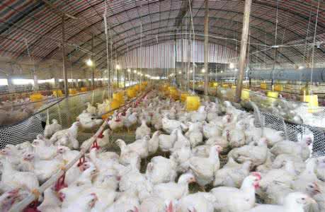 肉鸡养殖网 怎么养肉鸡 肉鸡的养殖预防