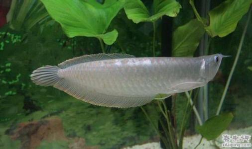银龙鱼的饲养环境 银龙鱼怎么养 银龙鱼的栖息环境