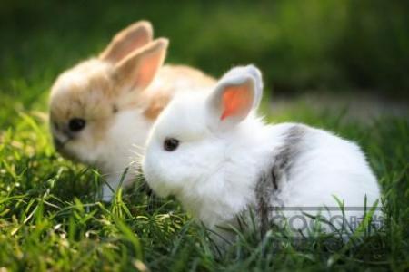 宠物兔子怎么养 怎样养宠物兔子_宠物兔子怎么养