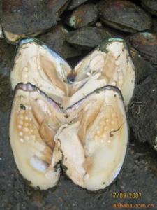 珍珠蚌怎么养 珍珠蚌的生殖习性