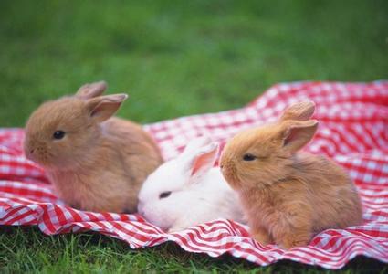 小兔子怎么喂养 宠物小兔子怎么养 宠物小兔子的喂养技术