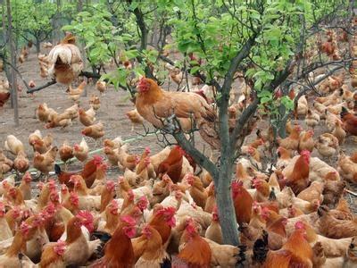 817蛋种鸡场饲养管理 蛋种鸡的饲养管理