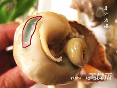 海螺怎样吃才正确图解 怎样正确吃海螺