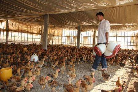 肉羊无草饲喂技术 鸭场的限制饲喂技术