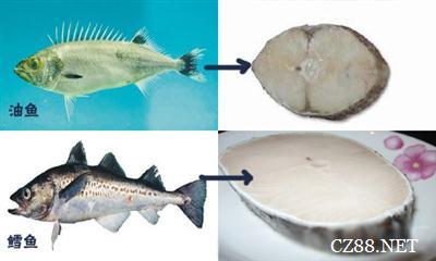 金龙鱼转基因油的危害 吃油鱼有什么危害