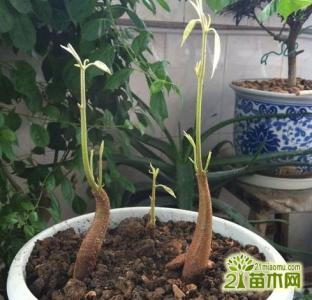 榴莲的种植方法 榴莲怎么种植_榴莲的种植方法