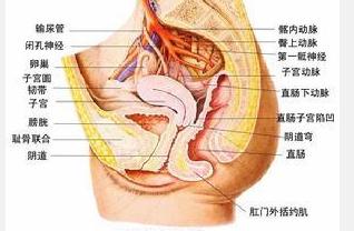 直肠息肉是怎样形成的 直肠息肉怎样形成的_直肠息肉的原因