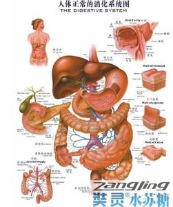 调理肠胃的食物 怎么养肠胃 调理肠胃的食物