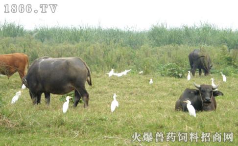 水牛养殖最大的问题 怎样养殖水牛_水牛的养殖