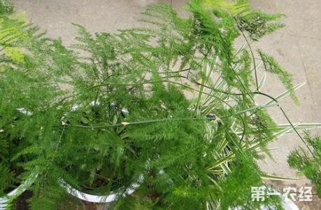 文竹种植技术 怎么种文竹_文竹的种植技术