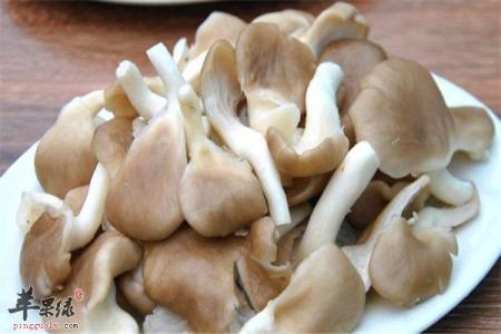 凤尾菇的营养价值 凤尾菇的营养价值 怎么吃凤尾菇好吃