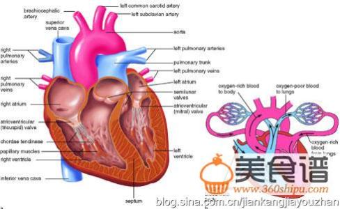 养护心脏的食物 心脏怎么养护 对心脏好的食物