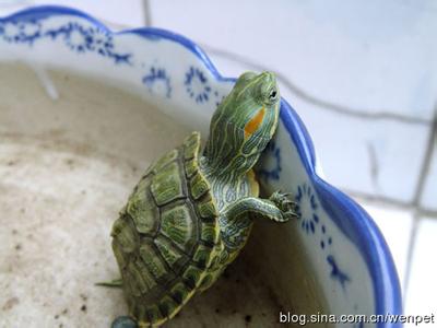 巴西龟饲养 巴西龟吃什么 巴西龟日常饲养知识