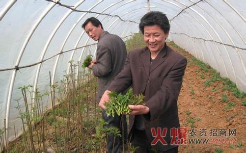 香椿树种植技术 怎么种香椿_香椿的种植技术