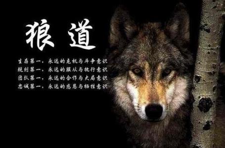 狼的十大处世哲学 “狼”的哲学