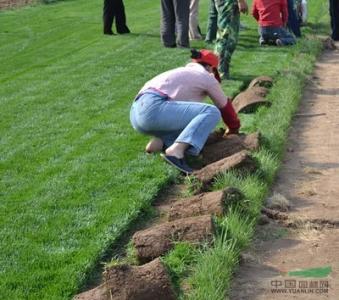 草坪种植与养护管理 草坪种植与管理