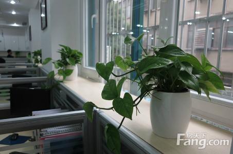 办公室摆放什么植物好 办公室装修中不同植物摆放布置