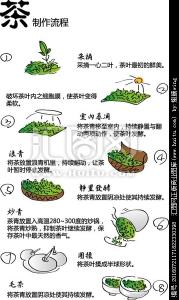 茶叶制作工艺流程图 茶叶制作流程简介
